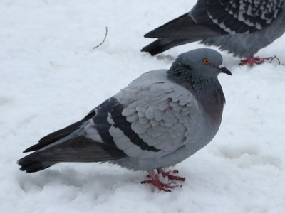 Stock Dove