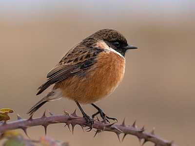 Stonechat