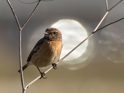 Stonechat