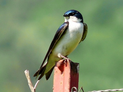 Swallow