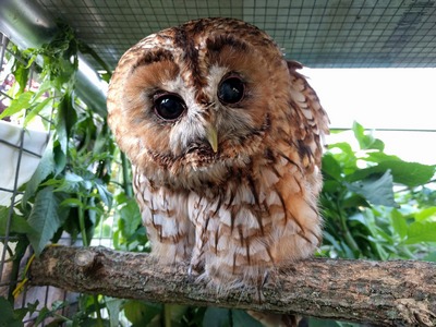 Tawny Owl