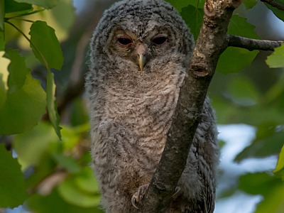 Tawny Owl