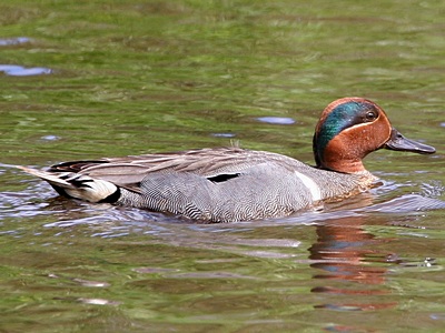 Teal