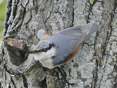 Tree Creeper