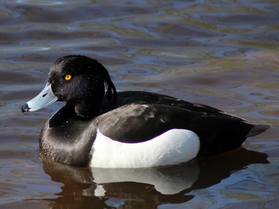 Tufted Duck