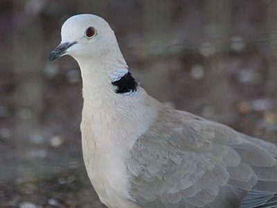 turtle-dove