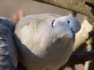 Turtle Doves in flight