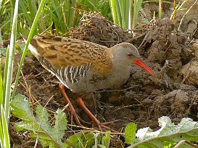 Waterrail