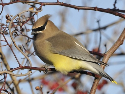 Waxwing