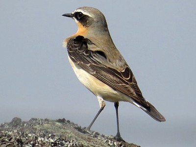 Wheatear
