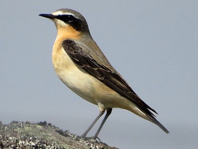Wheatear