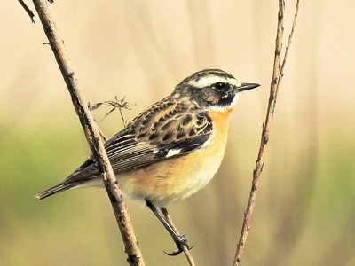 Whinchat