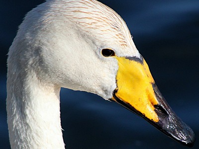 Whooper Swan