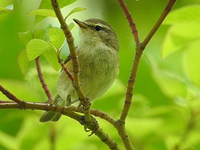 Willow Warbler