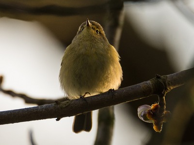Willow Warbler