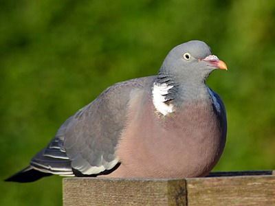 Wood Pigeon