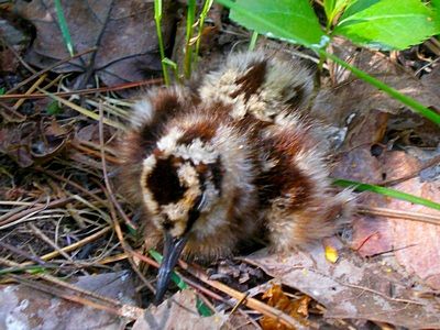 Woodcock Chick