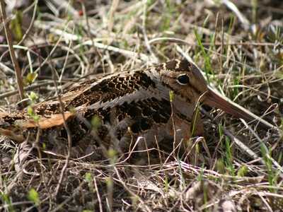 Woodcock