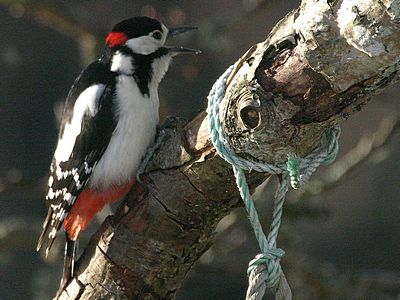 Great Spotted Woodpecker