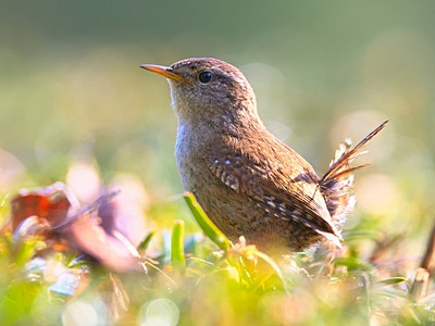 Wren