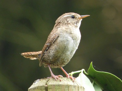 Wren pair