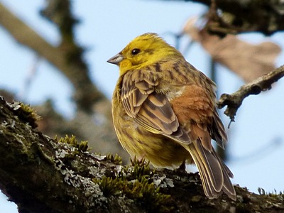 Yellow Hammer