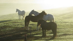 Early morning mist