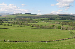 Horse field