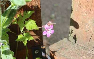 life of plants