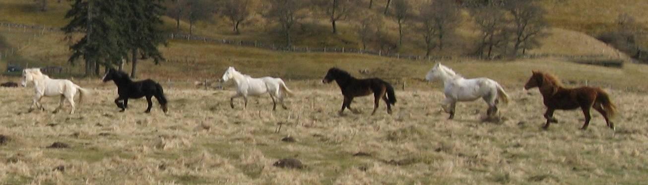 Herd